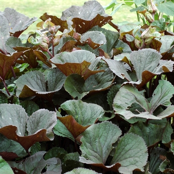 Ligularia dentata 'Othello' 