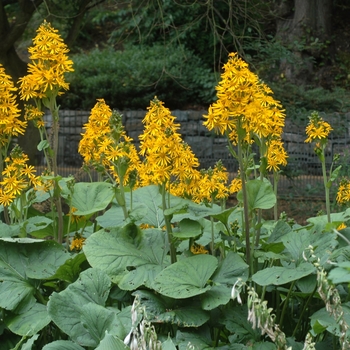 Ligularia wilsoniana 