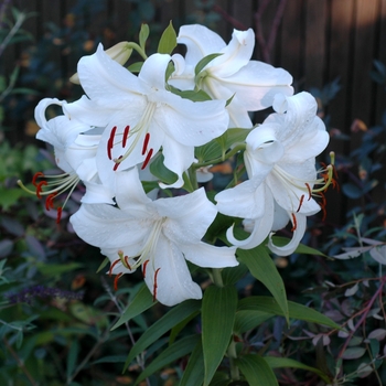 Lilium 'Mona Lisa' 7,379