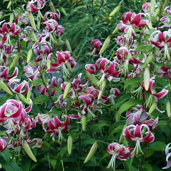 Lilium 'Pink Perfection'