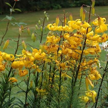 Lilium 'Yellow Blaze'