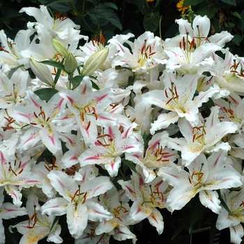 Lilium 'Arena'