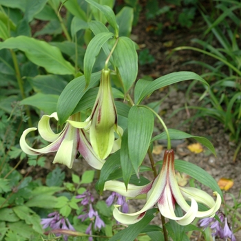 Lilium napalensis
