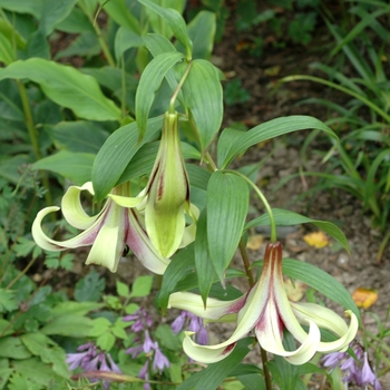 Lilium napalensis 