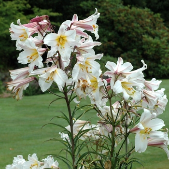 Lilium regale