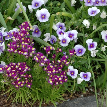 Linaria maroccana 'Violet' 