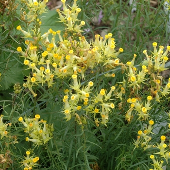 Linaria vulgaris 'Peloric'