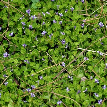 Lindernia grandiflora 