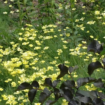 Linum flavum