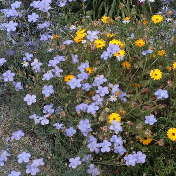 Linum perenne 'Caerulea'