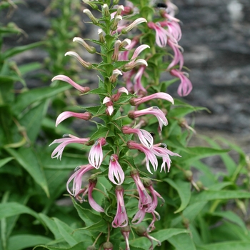 Lobelia bridgesii 