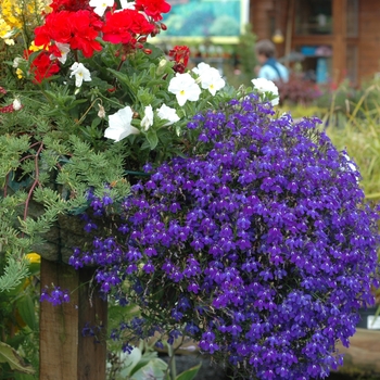 Lobelia erinus '' (002626)
