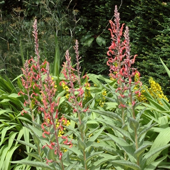 Lobelia tupa