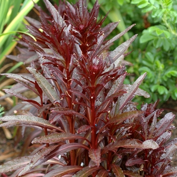 Lobelia fulgens 'Queen Victoria' 