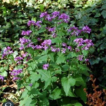 Lunaria annua