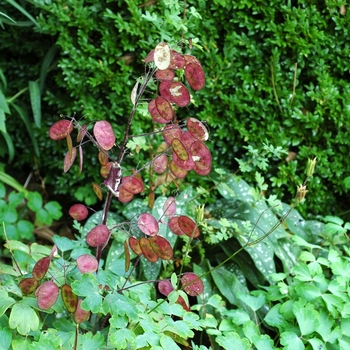 Lunaria annuua 'Purple Fruit' 