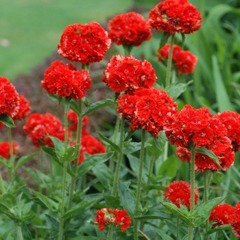 Lychnis viscaria 'Flore Plena' 