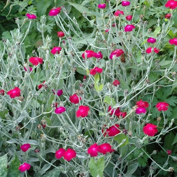 Lychnis coronaria