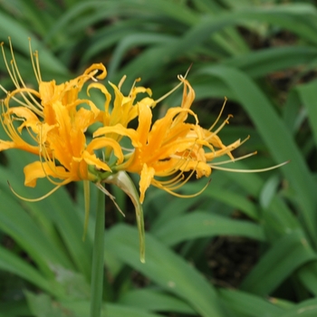 Lycoris aurea