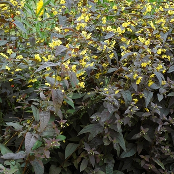 Lysimachia ciliata 'Purpurea' 