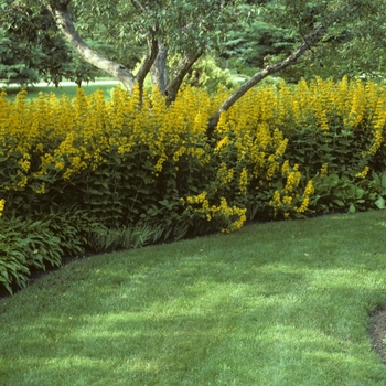 Lysimachia punctata