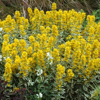 Lysimachia punctata 'Alexander' 10598