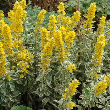 Lysimachia punctata 'Alexander' (002644)