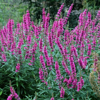 Lythrum salicaria '' (002645)