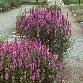 Lythrum salicaria