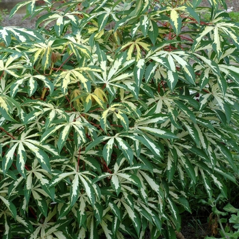 Manihot esculenta 'Variegata'