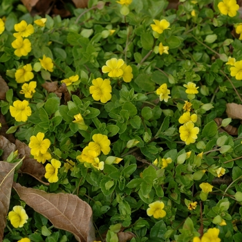 Mecardonia procumbens 'Gold Flake'