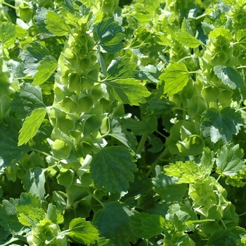 Moluccella laevis 