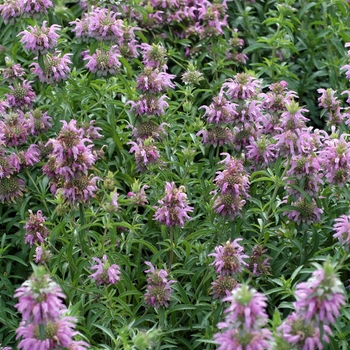 Monarda citriodora 'Lambada' 