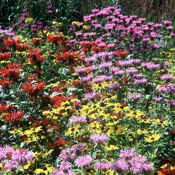 Monarda didyma 'Croftway Pink'