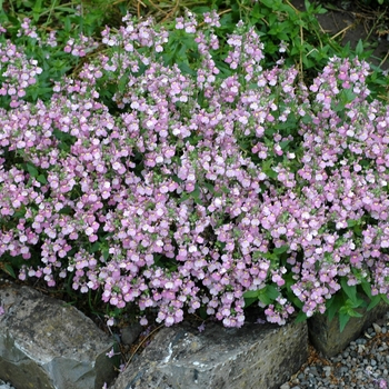 Nemesia 