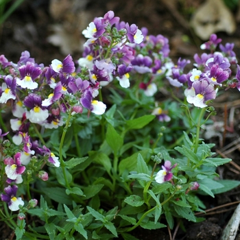 Nemesia 'Sachet' 