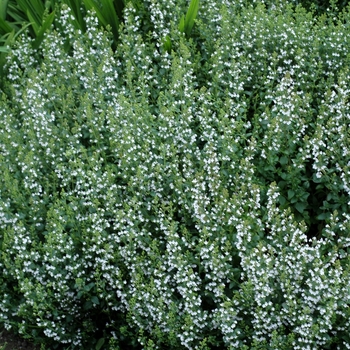 Nepeta racemosa 'Snowflake'