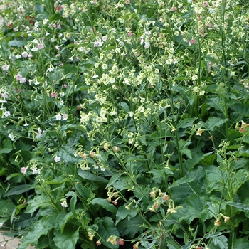 Nicotiana mutabilis 