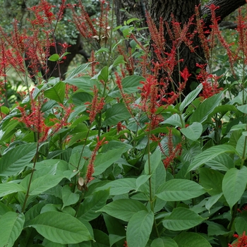 Odontonema arborescens