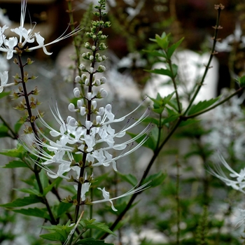 Orthosiphon stamineus