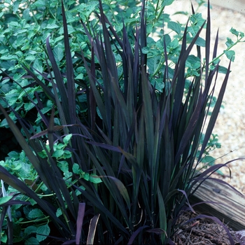 Oryza sativa 'Red Dragon' (002694)