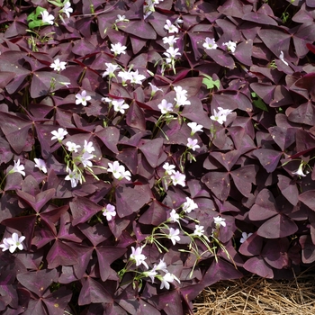 Oxalis regnellii 'Purpurea'