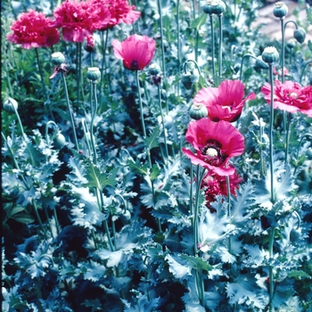 Papaver somniferum 