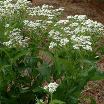 Parthenium integrifolium 