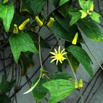 Passiflora citrina