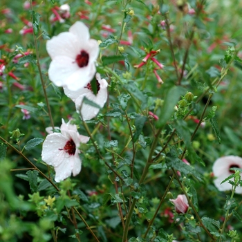 Pavonia hastata