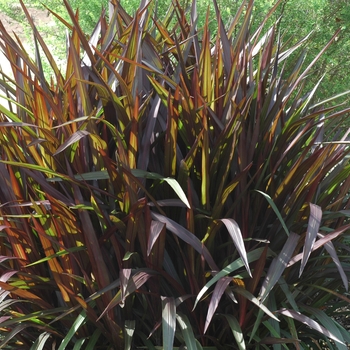 Pennisetum purpureum 'Princess'