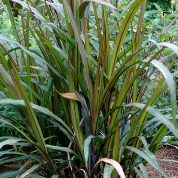 Pennisetum purpureum 'Prince'