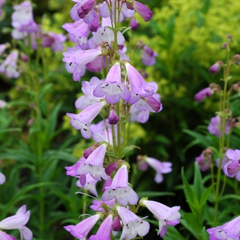 Penstemon 'Alice Hindley' 