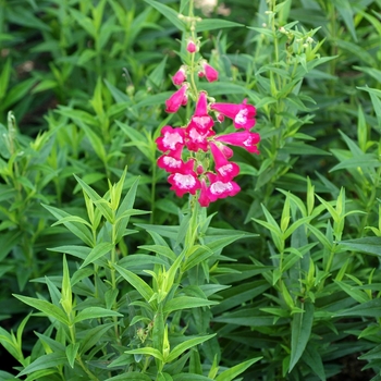 Penstemon 'Cathedral Hot Rose' 